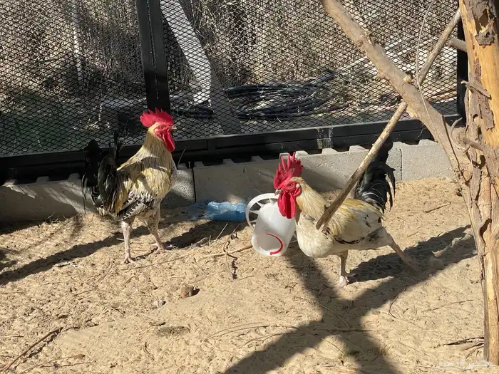 ديك ديكة فيومي العدد 2 الحبة 30 ريال 4