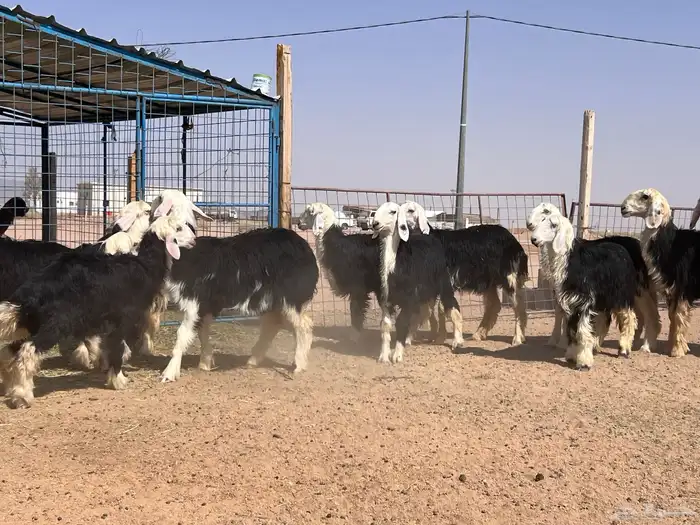 مراح جذعات نجد للبيع 10