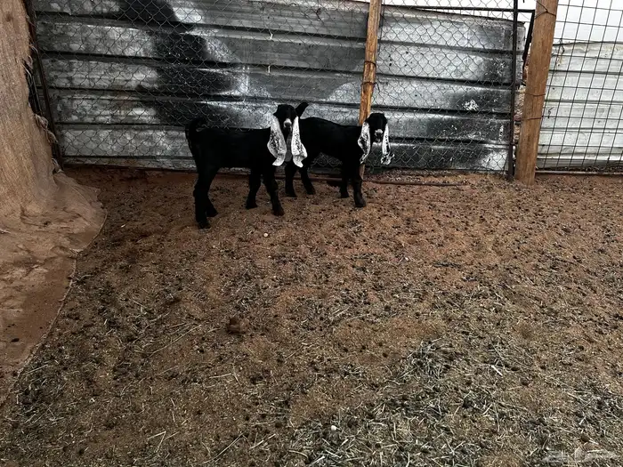 2 جفرات عرارض خصم خصم 8