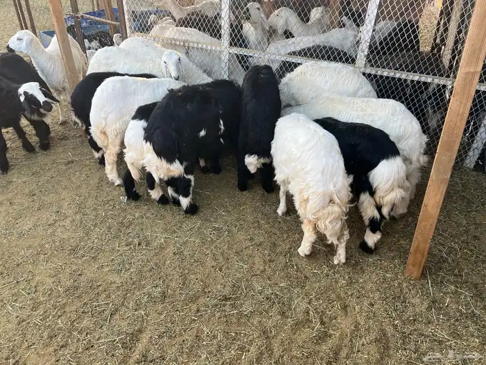 ذبايح الموقع شروره 4