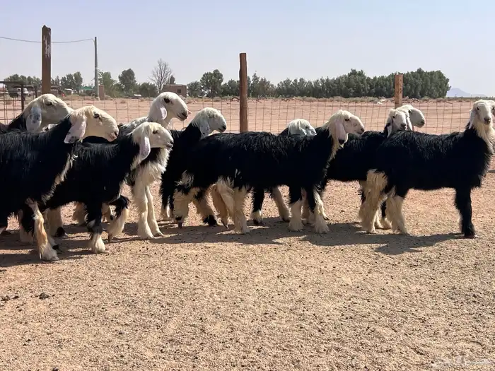 مراح جذعات نجد للبيع 8