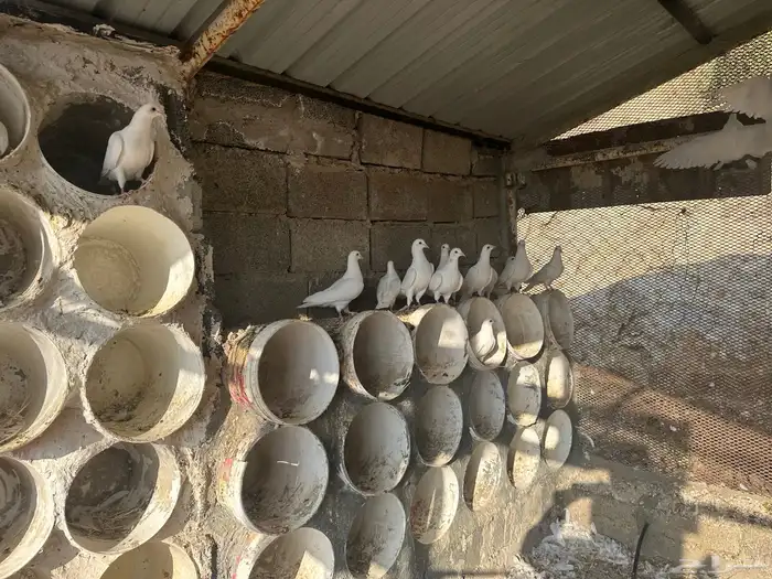 حمام فرنسي لاحم سوبرجامبو للبيع 6