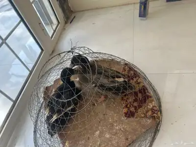 بط للبيع index