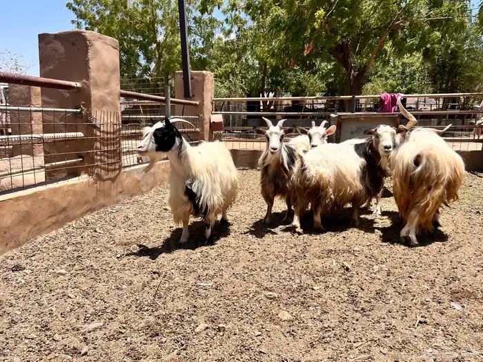 ماعز متشنج 1