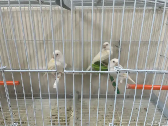 أناثي كناري بيض 9