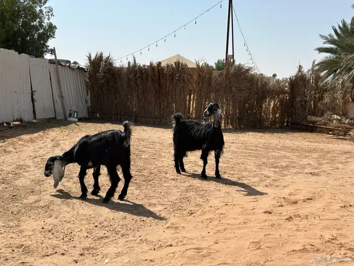 عنز وبنتها 1