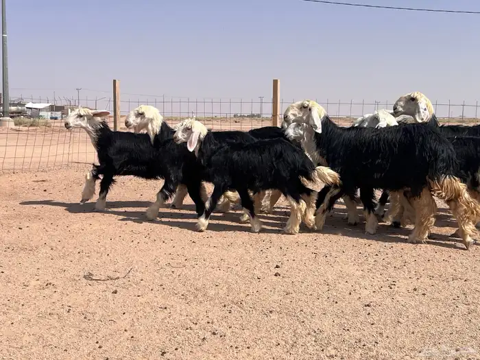 مراح جذعات نجد للبيع 11