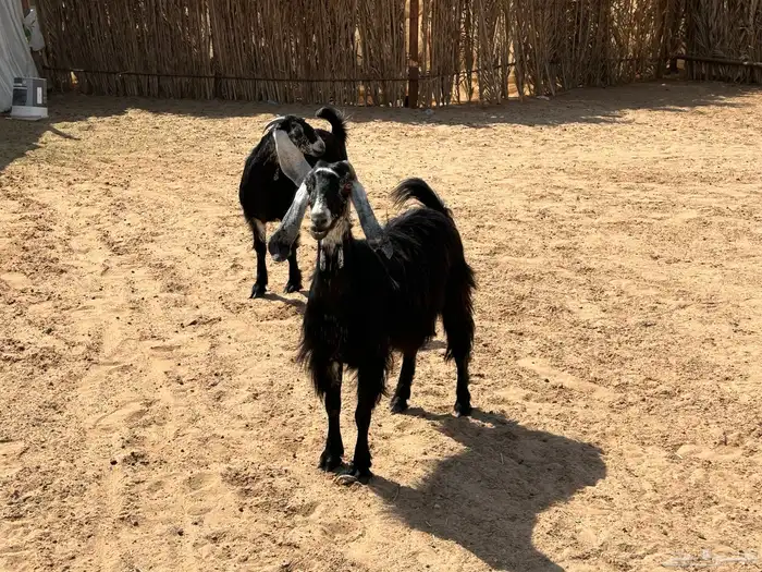 عنز وبنتها 2