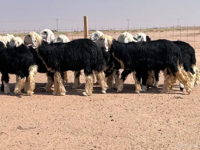 مراح جذعات نجد للبيع 3