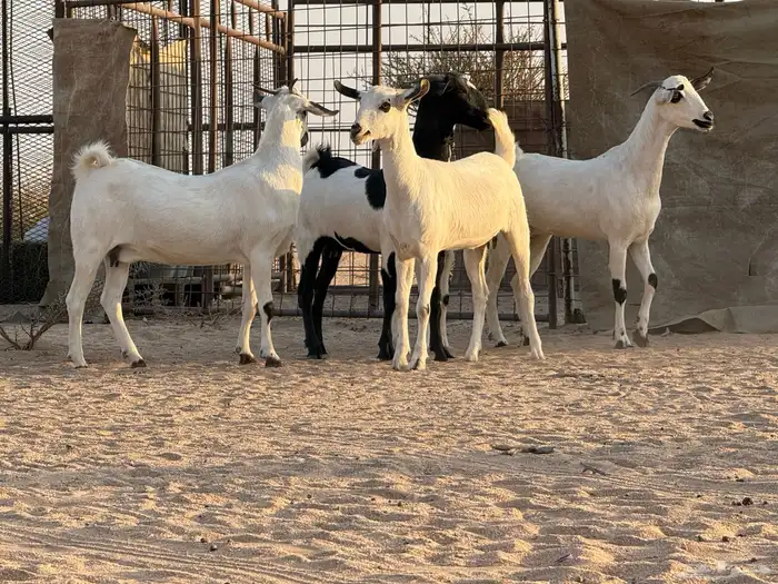 جفرات بيشات صنف 4