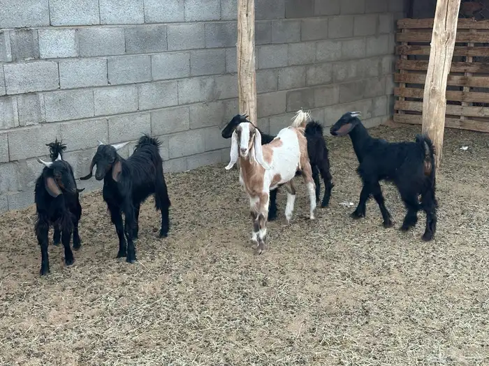 ثلاثه تيوس عناقين 0