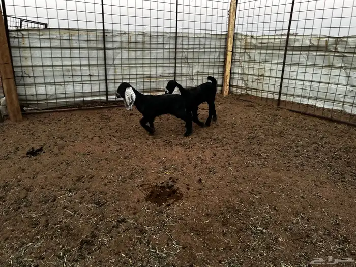 2 جفرات عرارض خصم خصم 2