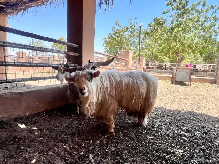 ماعز متشنج 0