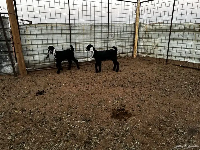 2 جفرات عرارض خصم خصم 0