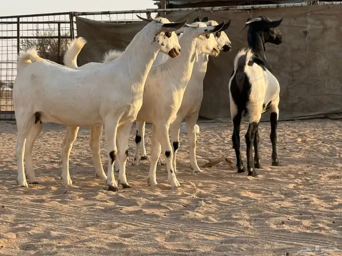 جفرات بيشات صنف 2