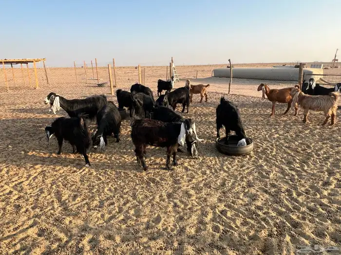 معزاء العدد 17 مع التيس مراح واحد بعضهن بنات بعض فيهن ثنتين 0