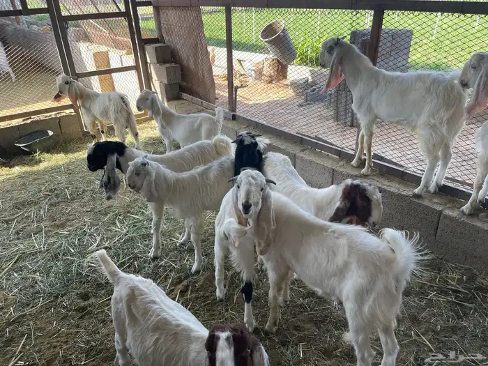 تيوس ذبايح 3