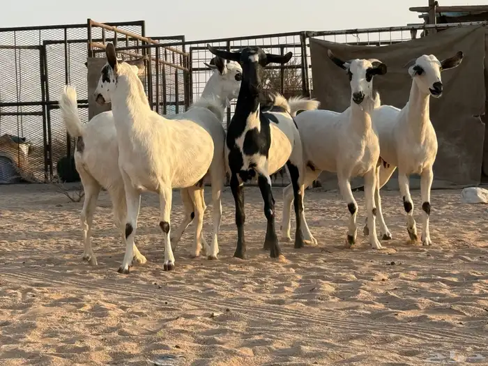 جفرات بيشات صنف 3