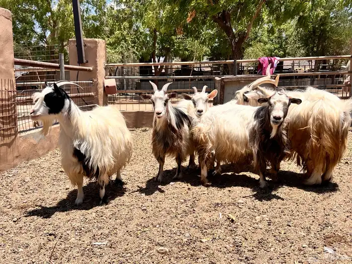 ماعز متشنج 4