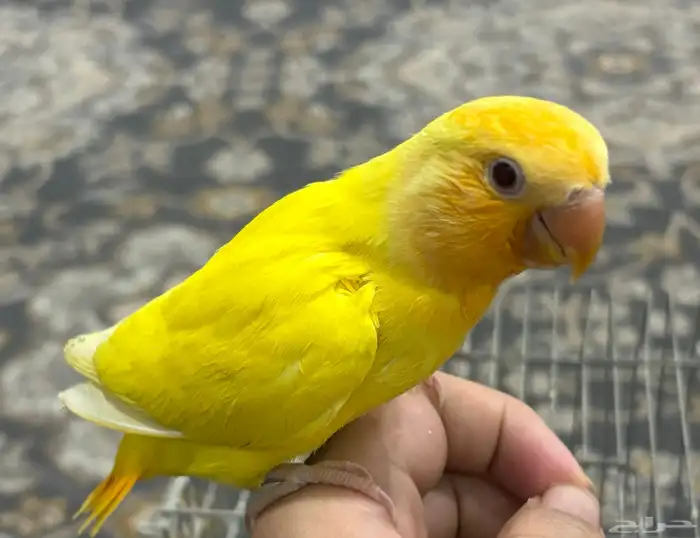 فرخ روز اليف ( تم البيع ) 1