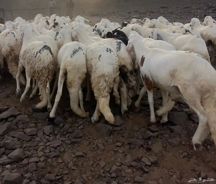 لبيع سواكن بيض جبره 4