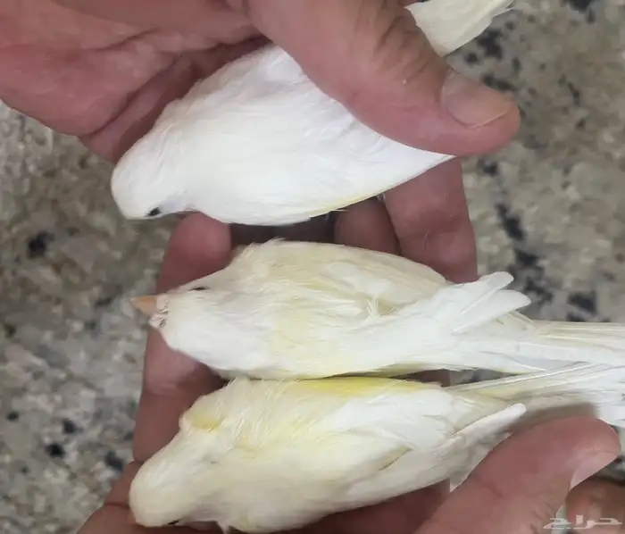 أناثي كناري بيض 0