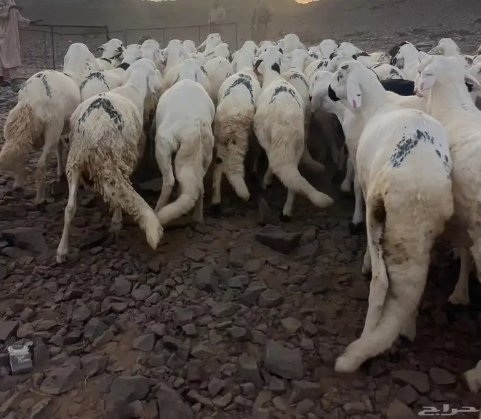 لبيع سواكن بيض جبره 3