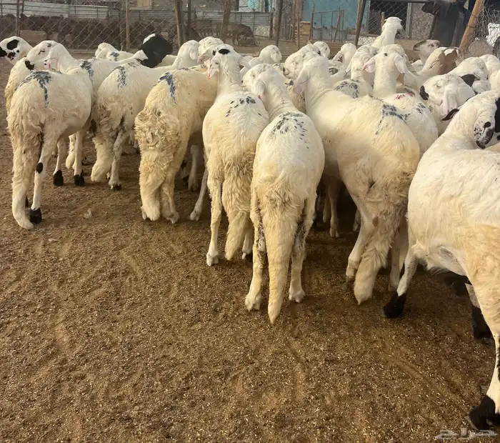 لبيع سواكن بيض جبره 1