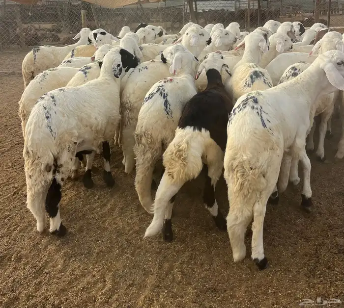 لبيع سواكن بيض جبره 2