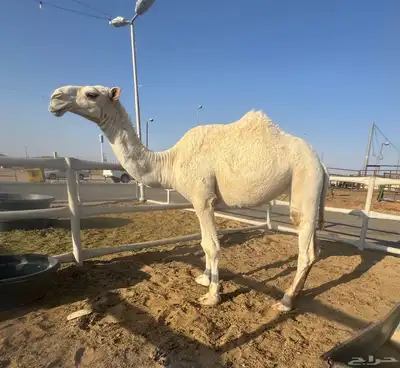 بكره عونيه index