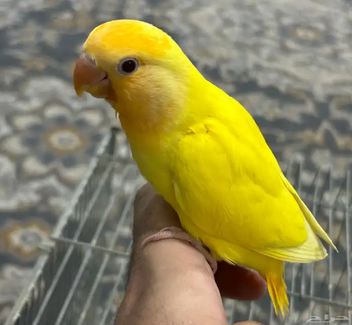 فرخ روز اليف ( تم البيع ) 2