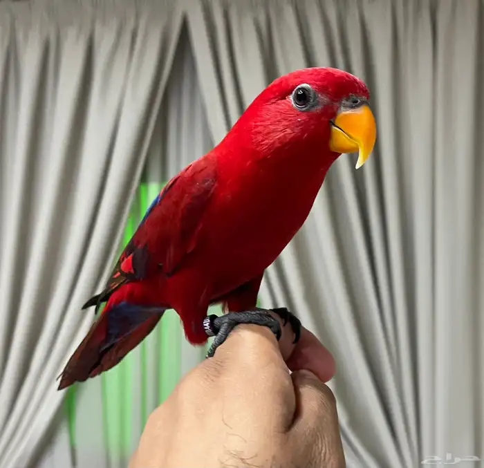 للبيع رد لوري أليف حمامة بالقفص 1