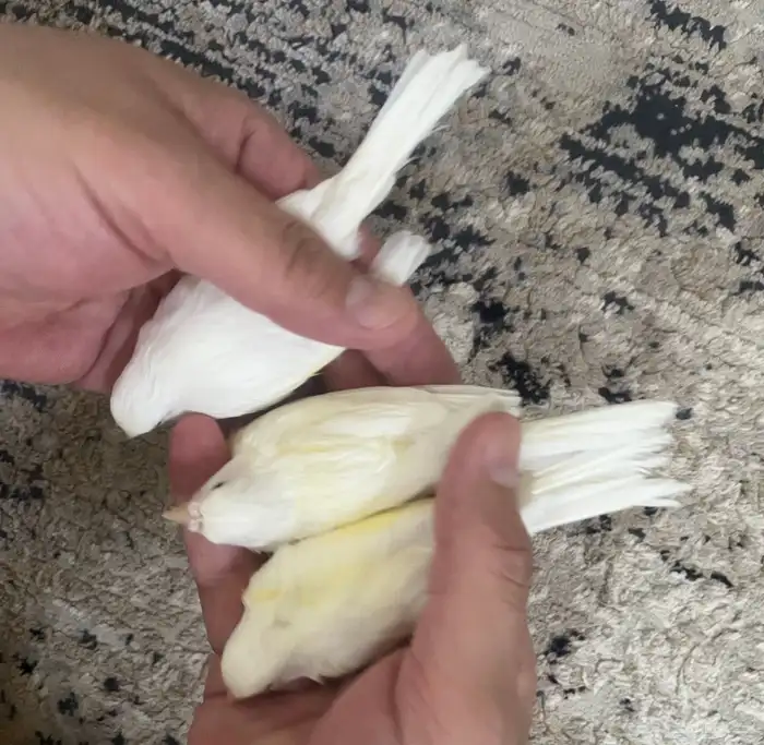 أناثي كناري بيض 1