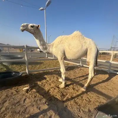 بكره عونيه index