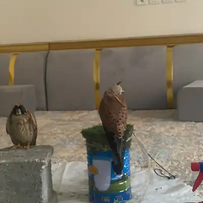 باشق للبيع index