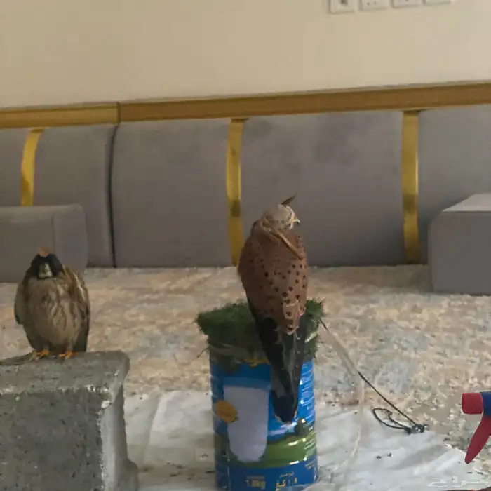 باشق للبيع 0