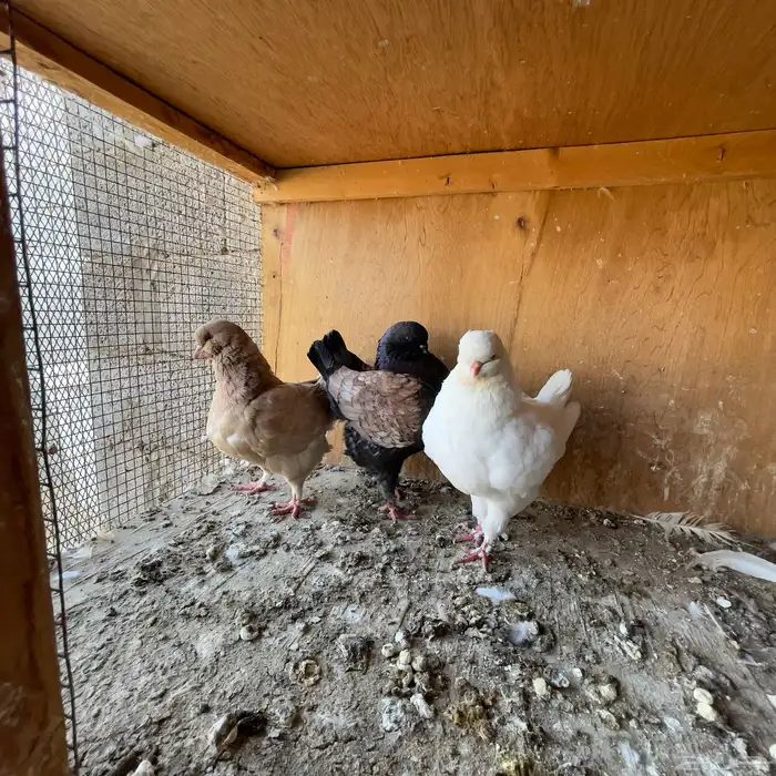 حمام كنق مودينا 0