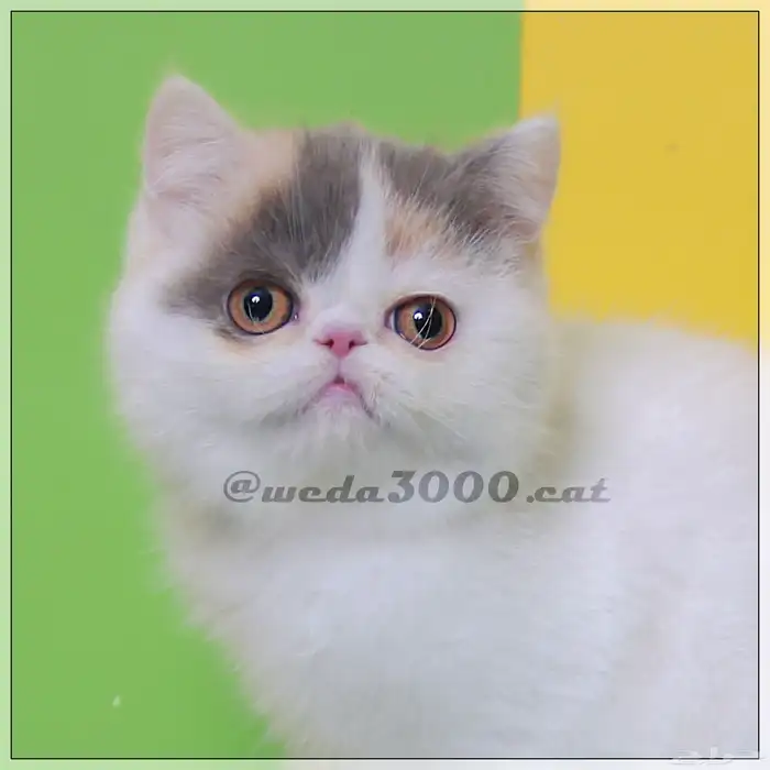 القطه تانيه أكزوتيك بيكي فيس 3