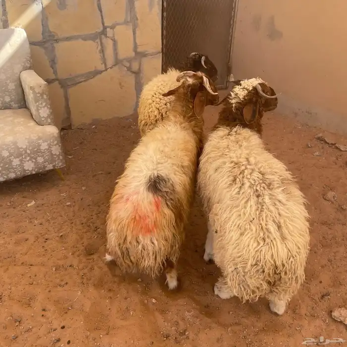 نعيمي للبيع 0