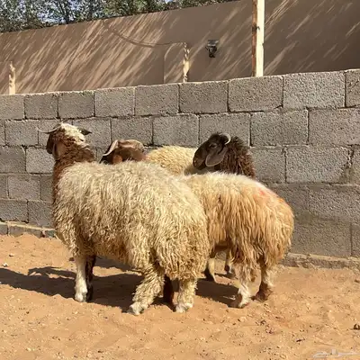 نعيمي للبيع index