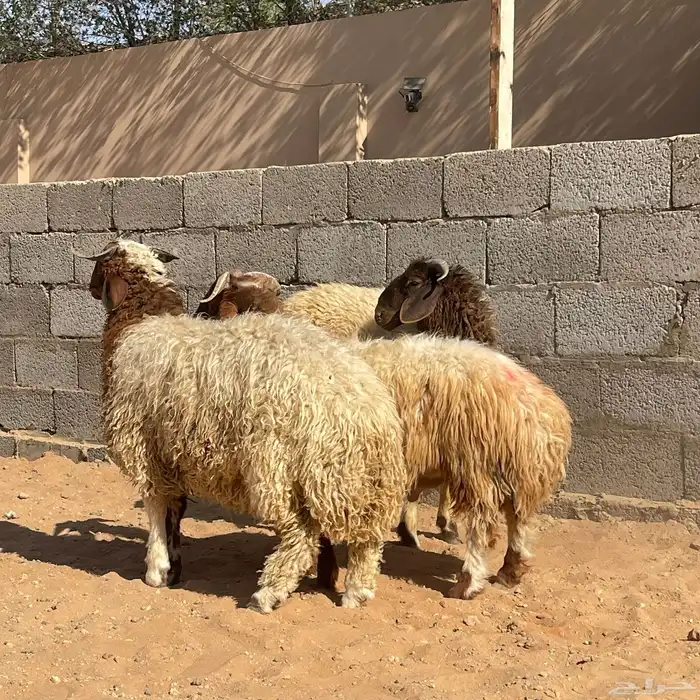 نعيمي للبيع 2