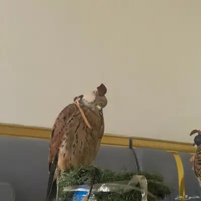 باشق للبيع index