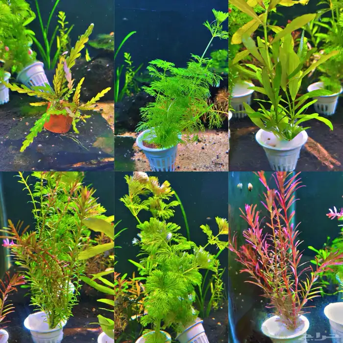 نباتات مائية لاحواض السمك المزروع 15