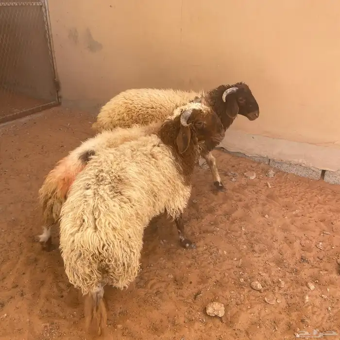 نعيمي للبيع 1