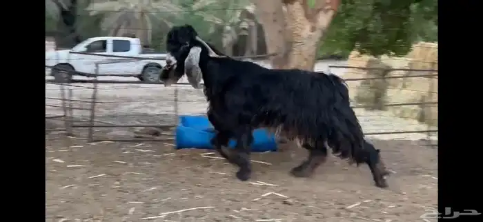 للبيع تيس عارضي ثني 7