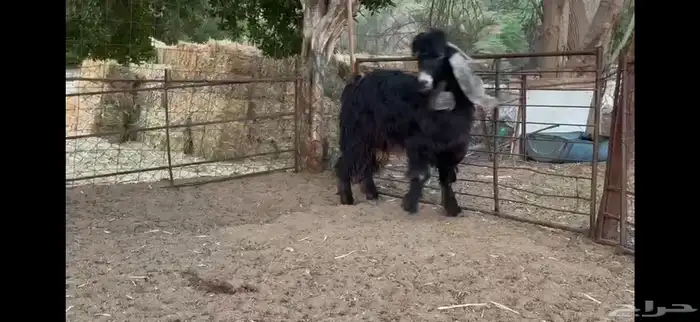 للبيع تيس عارضي ثني 8