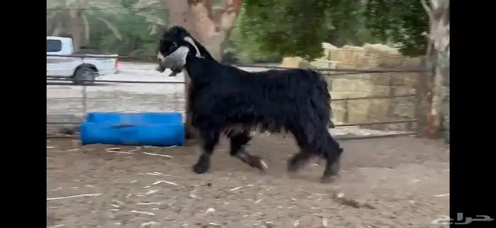 للبيع تيس عارضي ثني 3