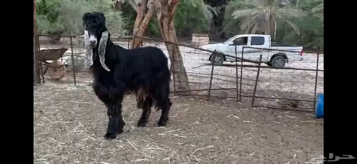 للبيع تيس عارضي ثني 10