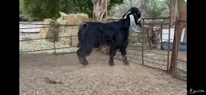 للبيع تيس عارضي ثني 5