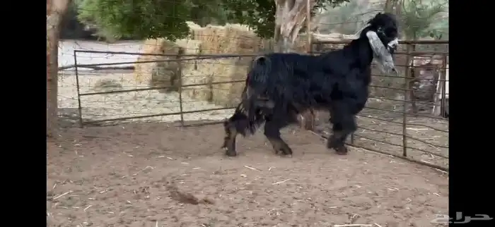 للبيع تيس عارضي ثني 1